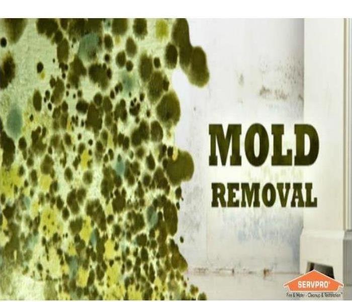words "Mold Removal" with green mold
